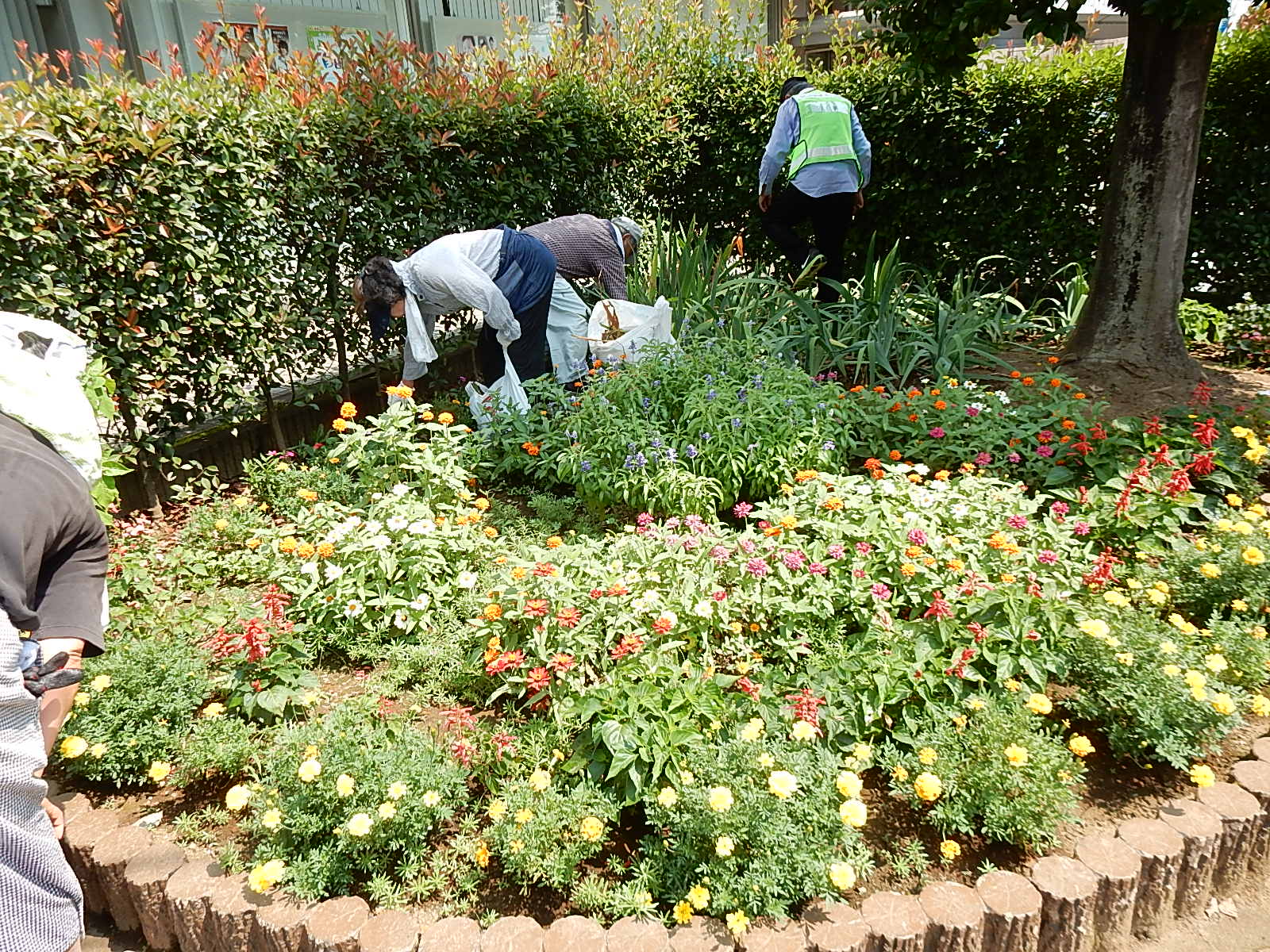 埼玉県・わが街の木と花の物語 身近な植物の文化誌 下/埼玉新聞社/埼玉