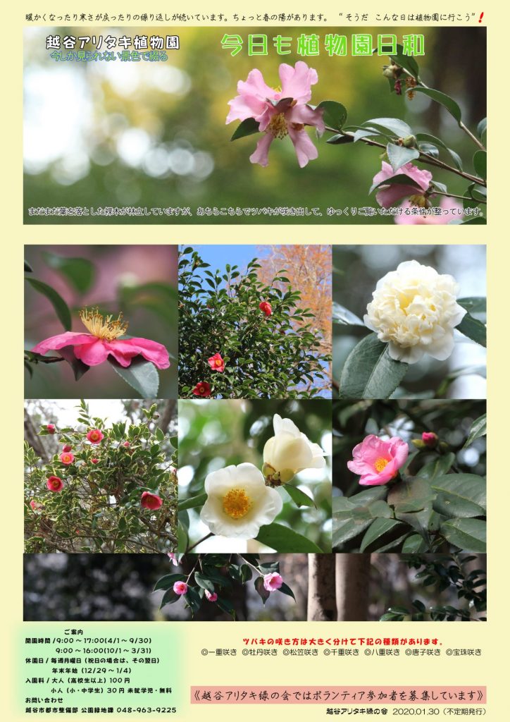 越谷アリタキ植物園１月：ツバキ咲き出す