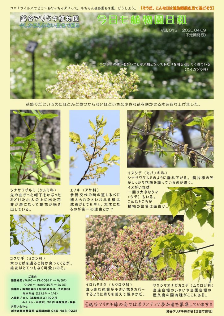 越谷アリタキ植物園４月：大きな樹の小さな花