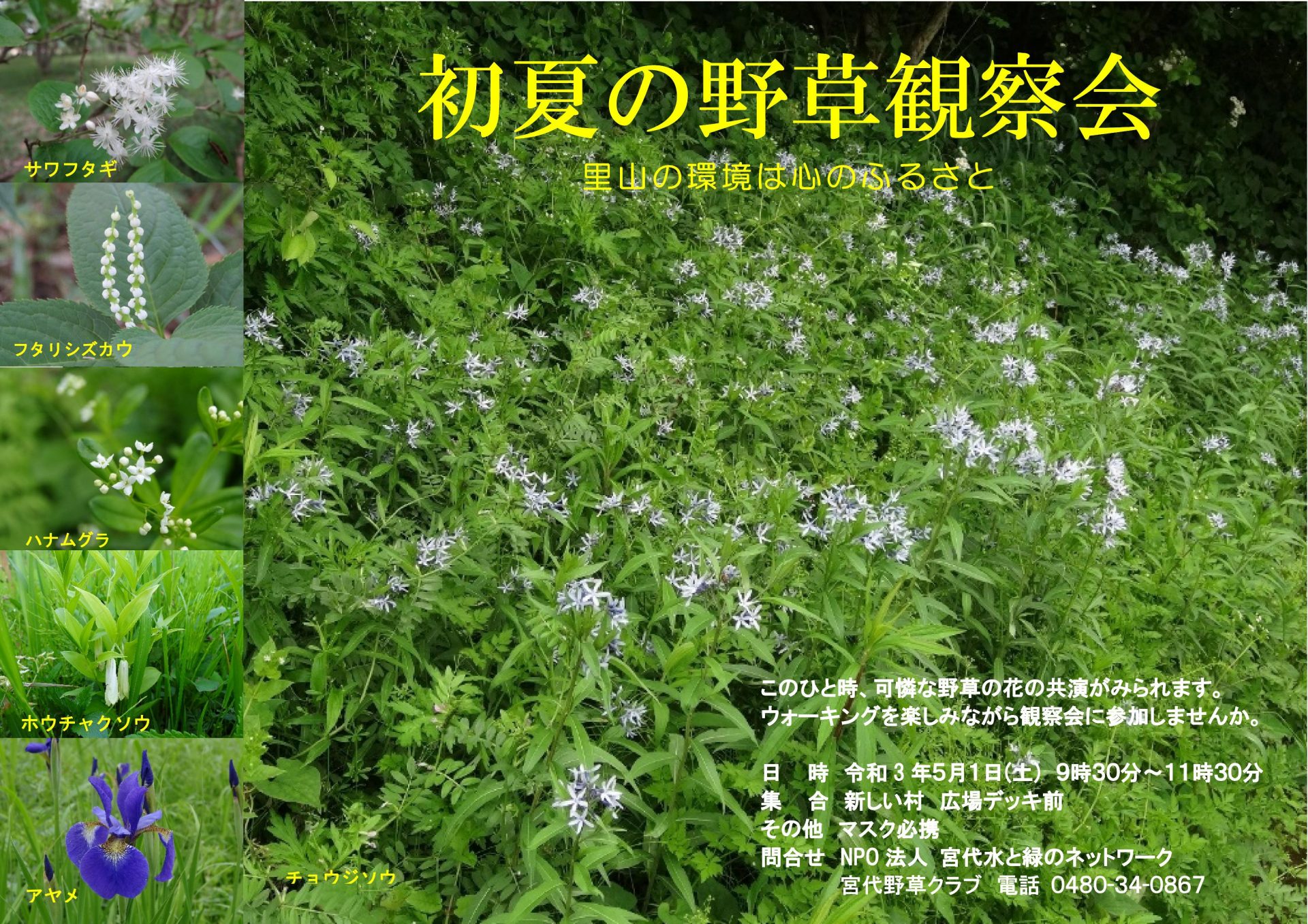 初夏の野草観察会 埼玉みどりのポータルサイト