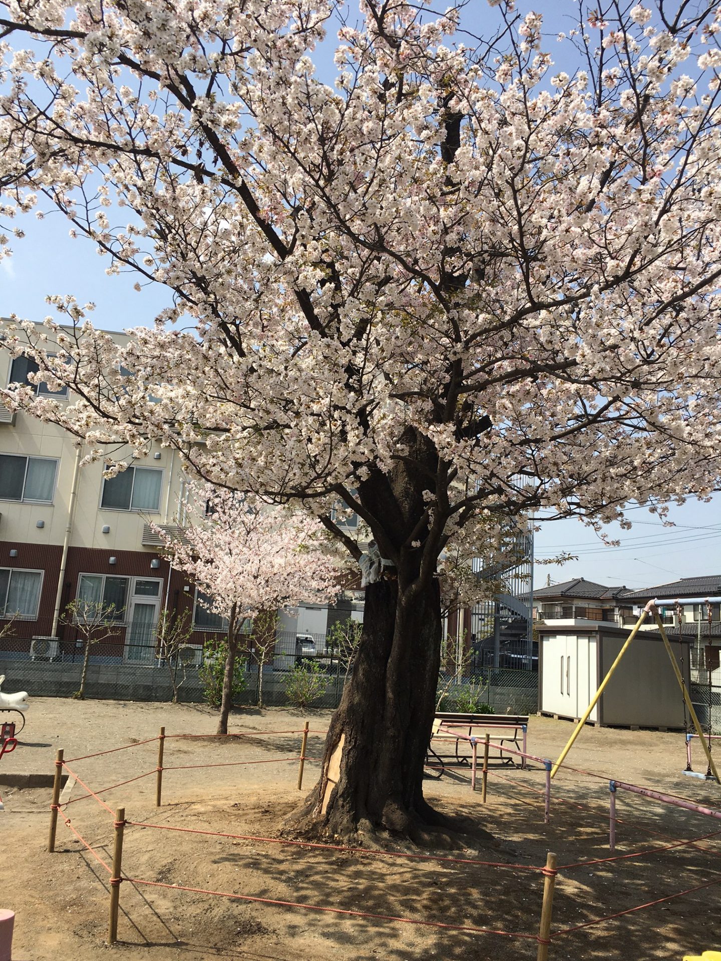 坂戸市どんぐり公園の桜? 埼玉みどりのポータルサイト