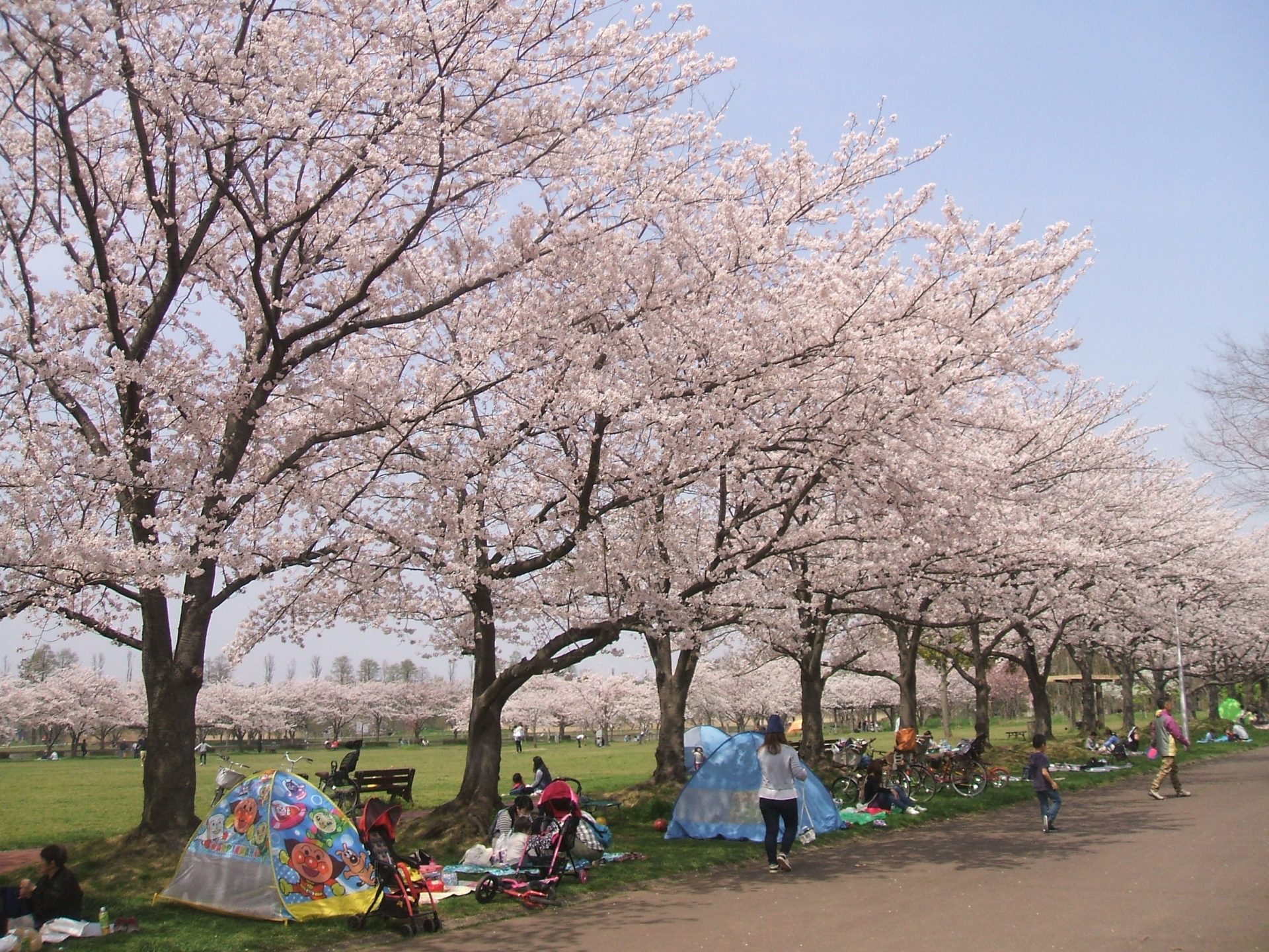 みさと公園 埼玉みどりのポータルサイト みさと公園 埼玉みどりのポータルサイト