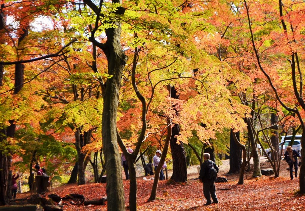 月の石もみじ公園の紅葉が見頃を迎えております（長瀞町） 埼玉みどりのポータルサイト