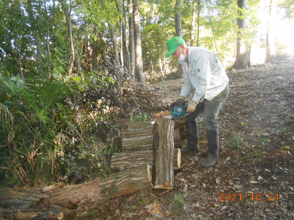 伐採木の整理