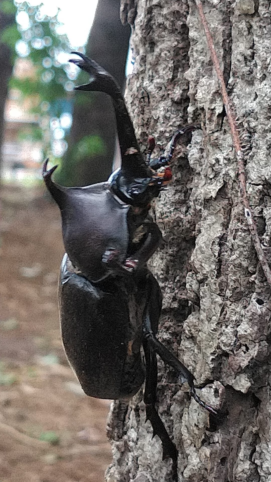 カブトムシが出てきました！ 埼玉みどりのポータルサイト