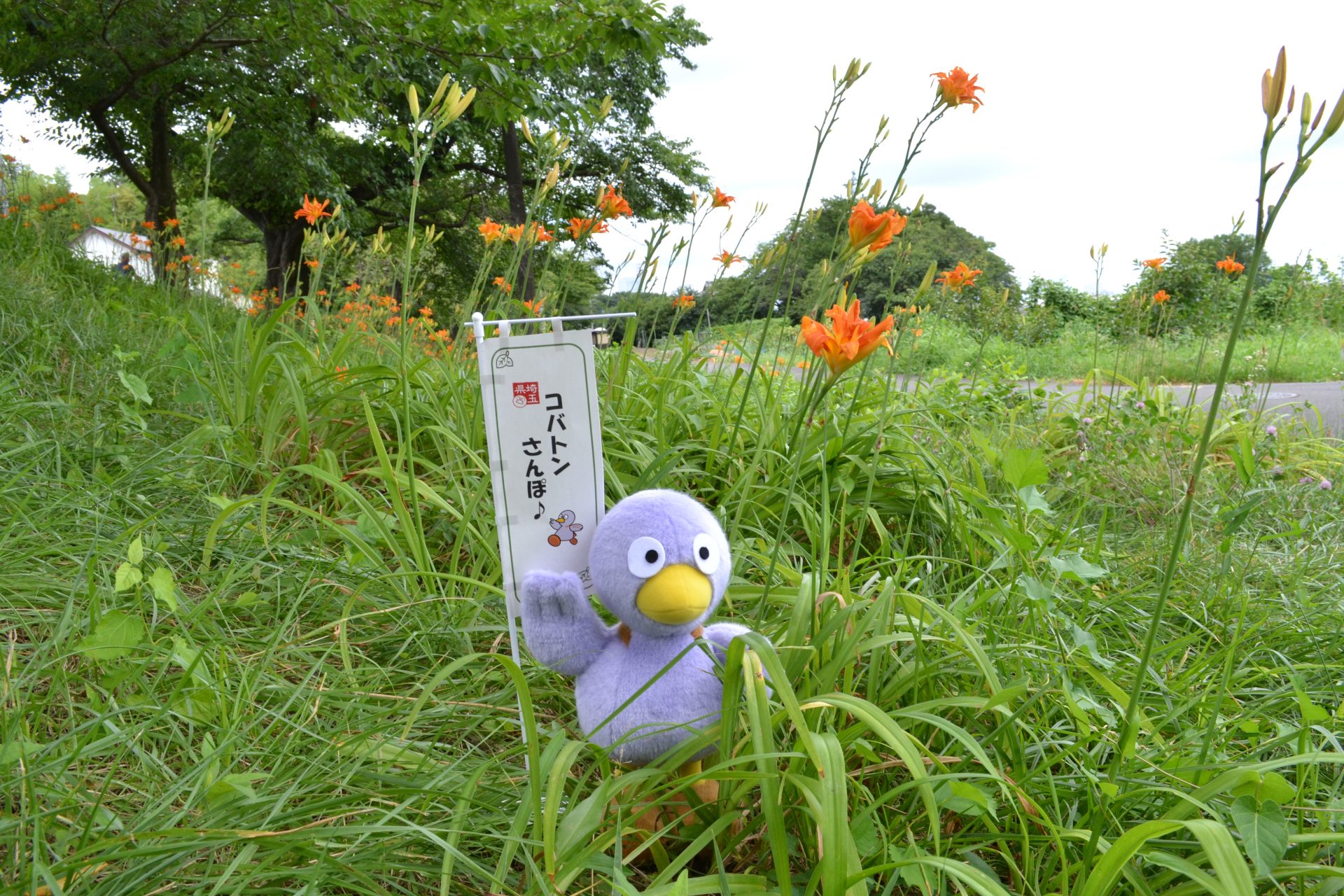 コバトンさんぽ ＃3～見沼代用水西縁ヤブカンゾウの花（さいたま市浦和