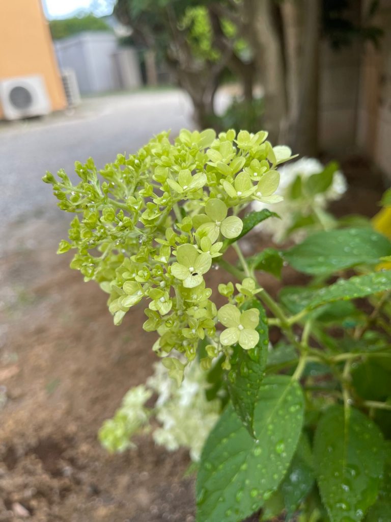 遅咲きの紫陽花ノリウツギを植えました 埼玉みどりのポータルサイト