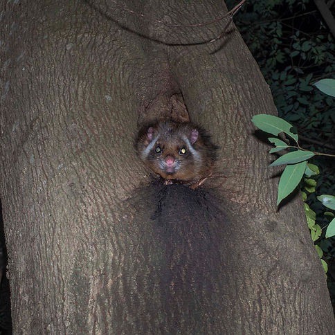 夜行性動物ムササビの生活スタイルを知りたい! 埼玉みどりのポータルサイト