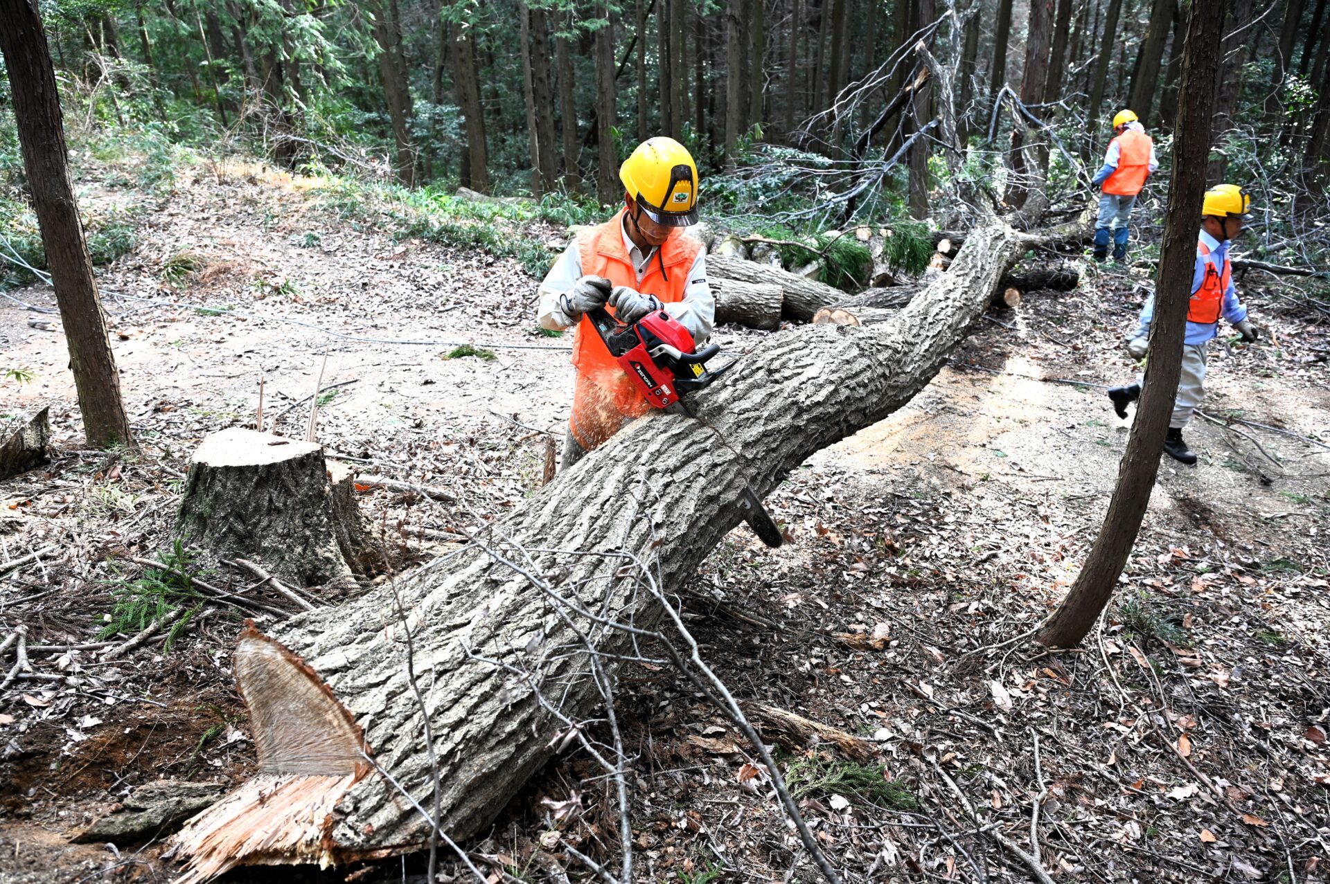 ナラ枯れ伐採奮闘中！ 埼玉みどりのポータルサイト