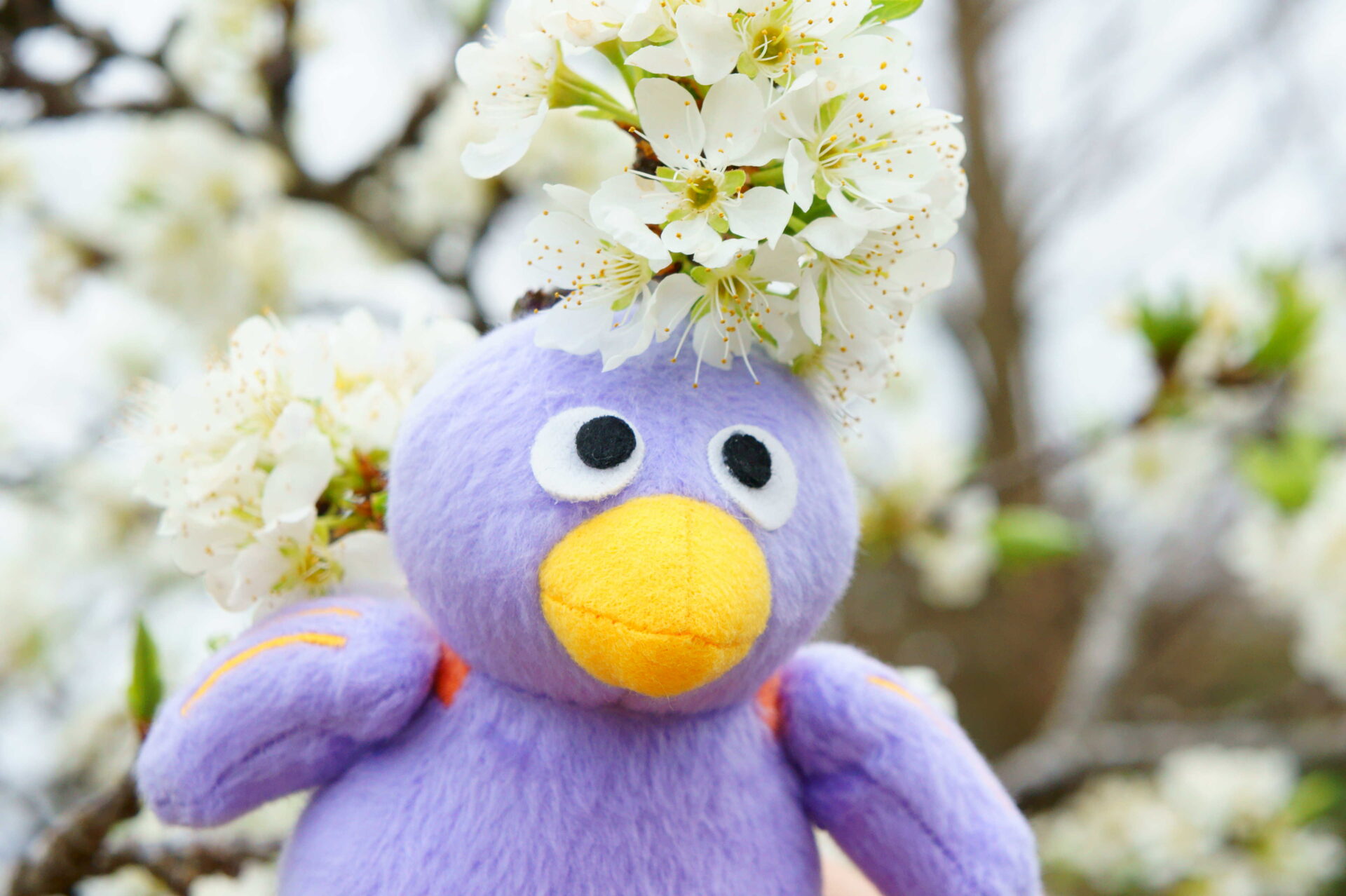 コバトンさんぽ ＃40 ～古堂の森、秩父こもれびの庭クリスマスローズ