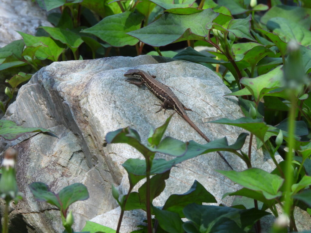 カナヘビ（小川町にて）