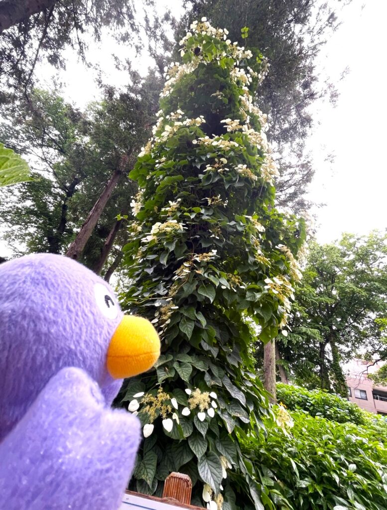 ツル性アジサイのイワガラミ。
