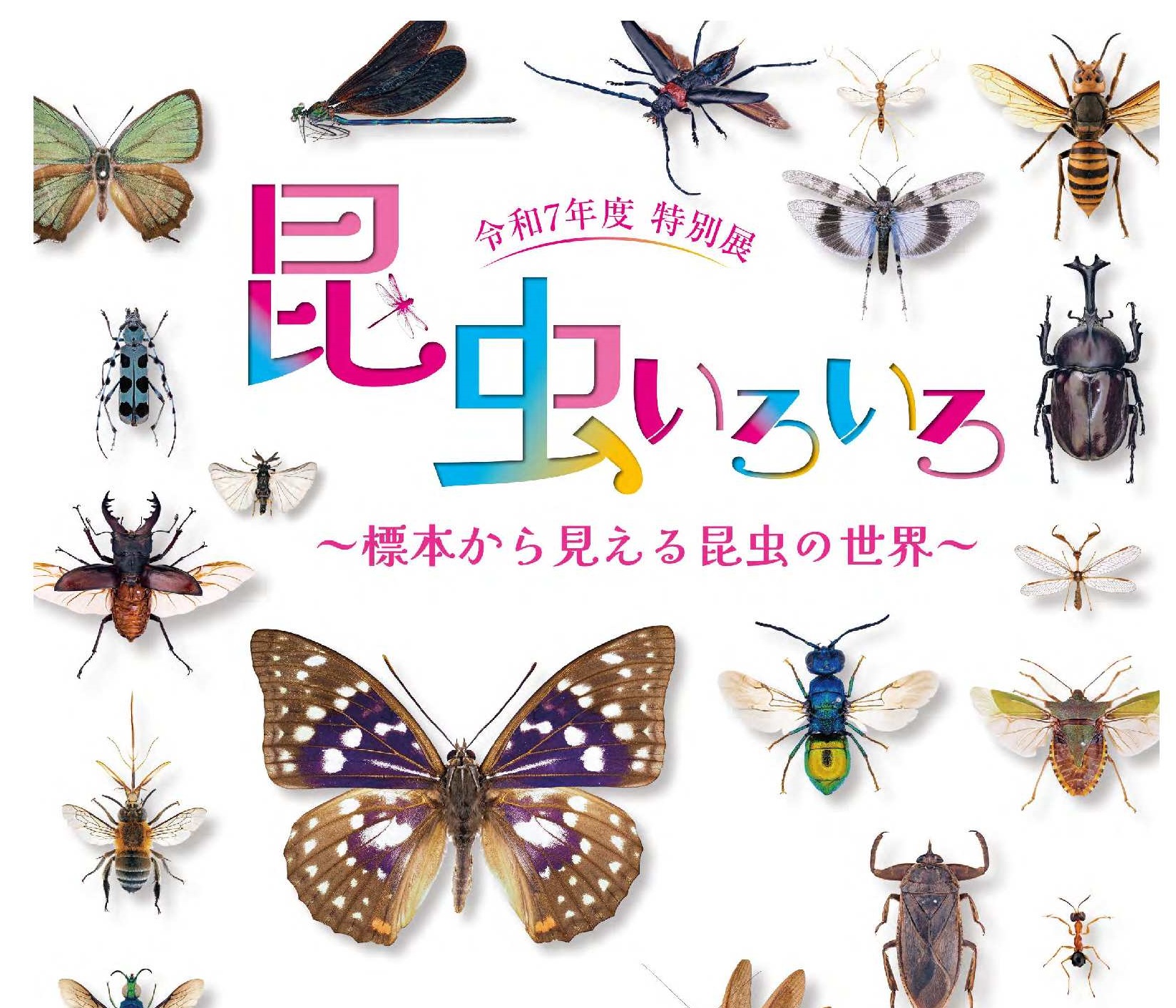 特別展開催】昆虫いろいろ～標本から見える昆虫の世界～ 埼玉みどりの