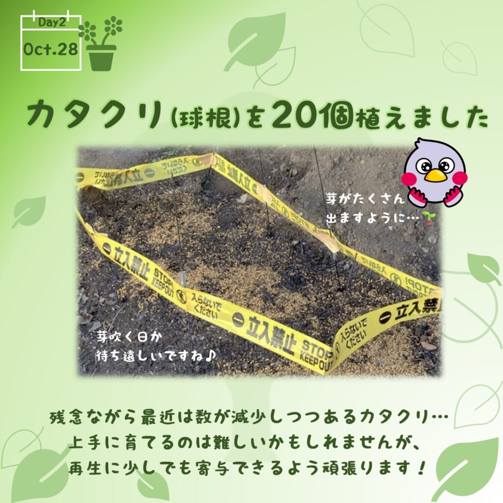 カタクリを植えた一角