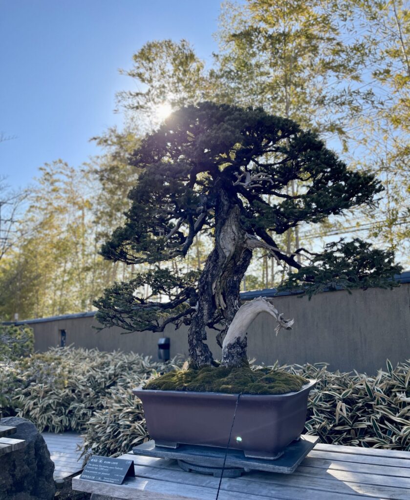 画像に alt 属性が指定されていません。ファイル名: Image-77-1-839x1024.jpg